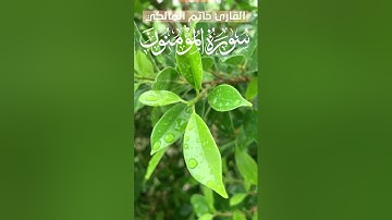 القرآن الكريم سورة المؤمنون