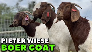 INCREDIBLE! Genetic High Level Boer Goat Farm - Boer Goat by Puro boer 4R 2,690 views 1 year ago 1 minute, 12 seconds