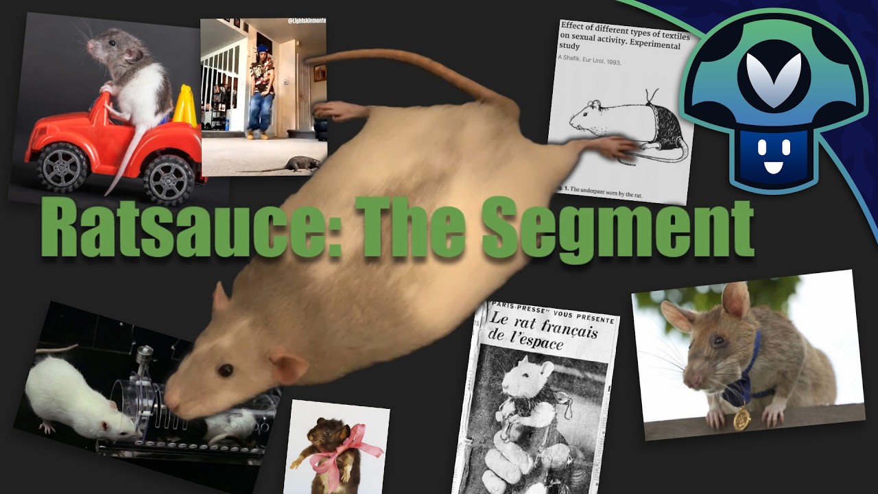 Vinny - Ratsauce: Cool and Interesting Rat Facts