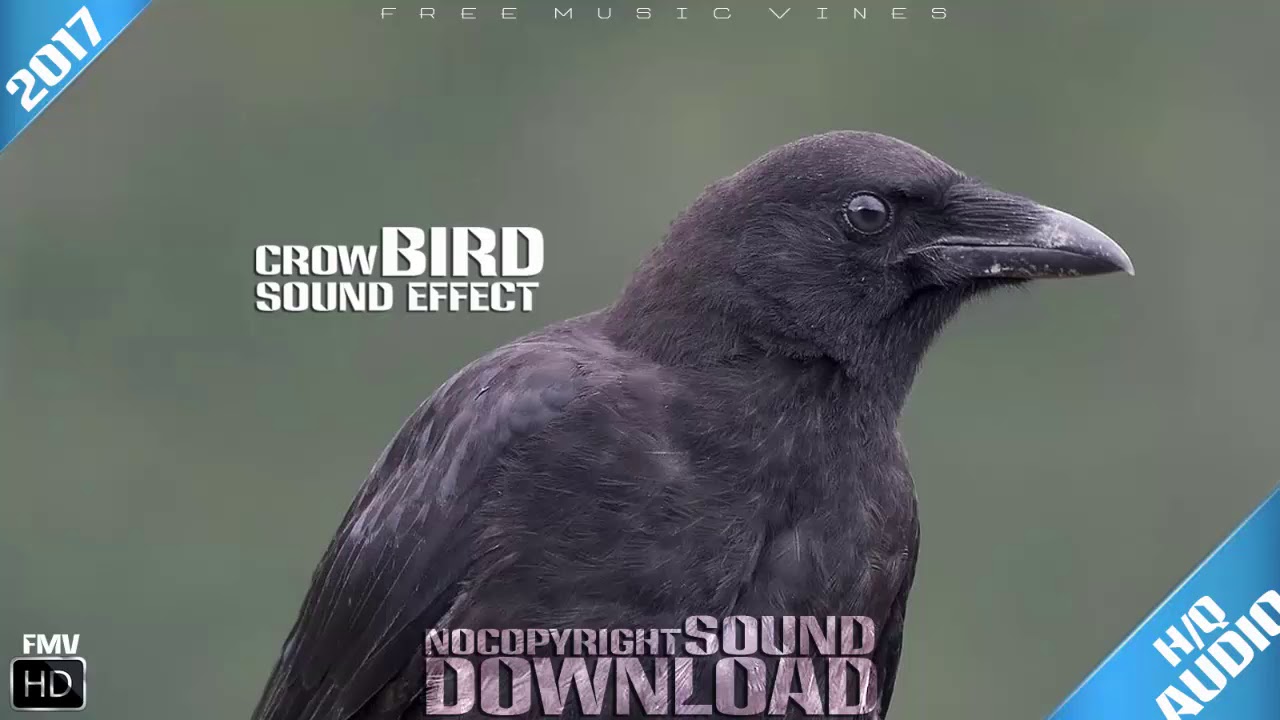 Crows caw In Field SOUND Effects Free FMV 2017