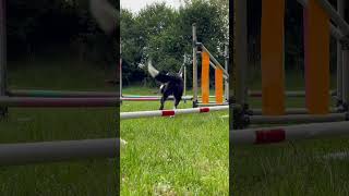 Dog training  Improving top speed in agility