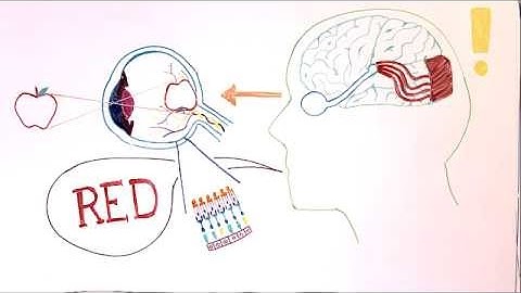 Brain Awareness Video Contest: Unlocking DressGate