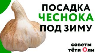 Озимый и яровой чеснок, посадка осенью под зиму