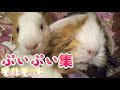 モルモットの鳴き声「プーイ！プーイ！」動画　※うるさいです　(Guineapig)