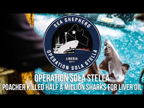 Poacher Killed Half a Million Sharks for Liver Oil