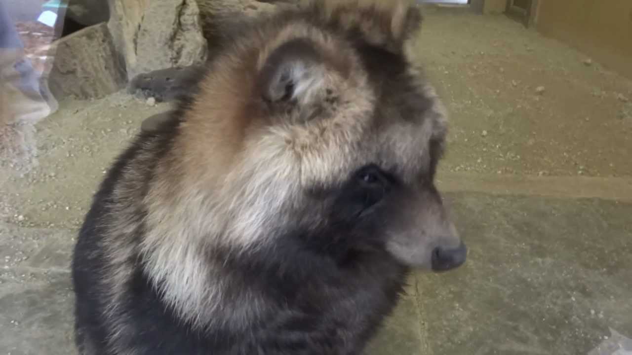 人懐っこくて可愛いタヌキ 東山動植物園 名古屋市 狸 たぬき 動物園 その１ Youtube
