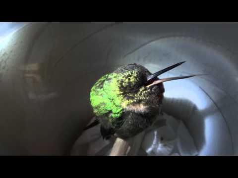 Sleeping hummingbird "snores" in Peru