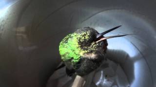 Sleeping hummingbird 'snores' in Peru