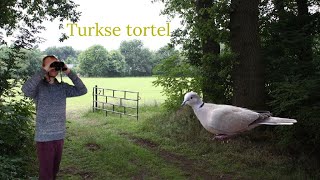 Vogel beginnerscursus deel 2 #3 - Turkse tortel