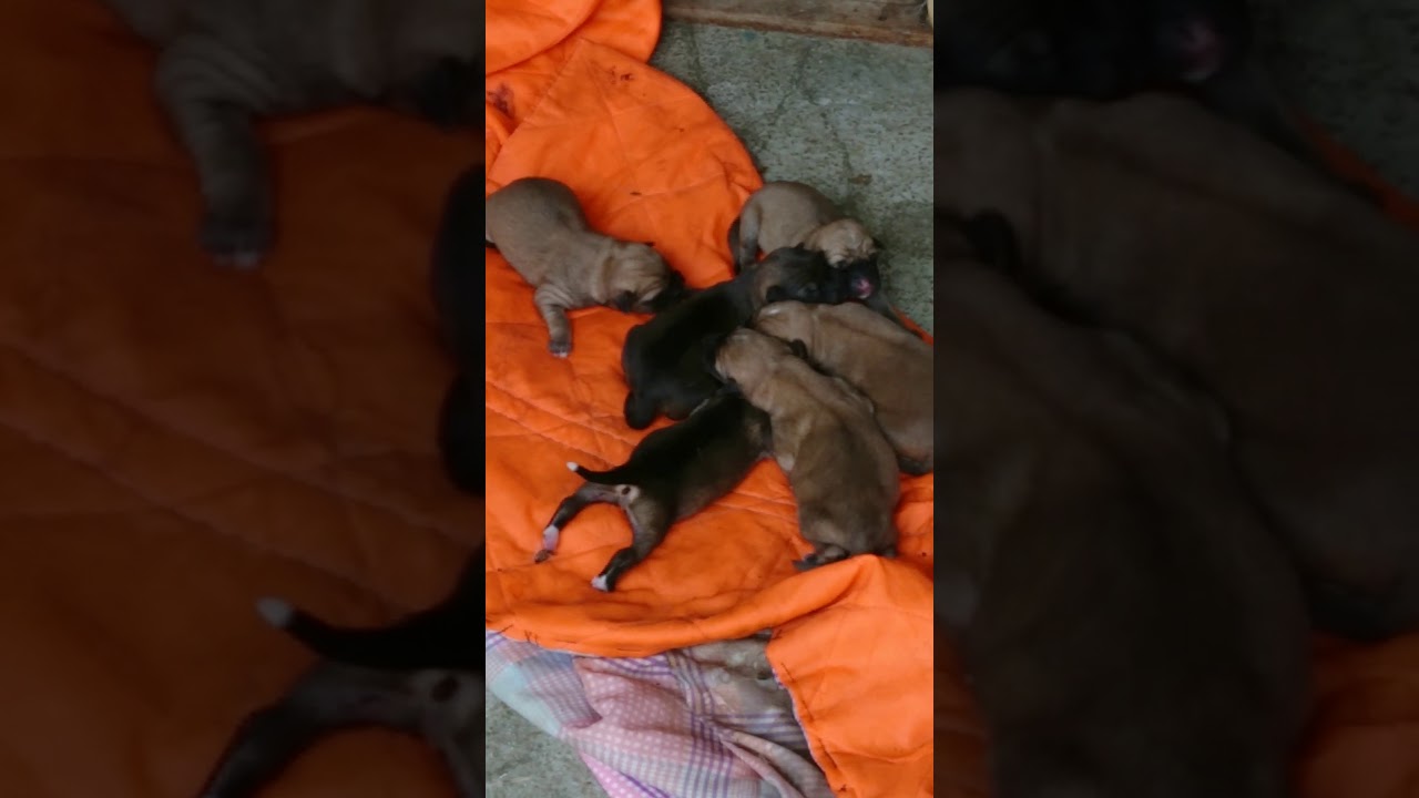 Newborn Puppies 