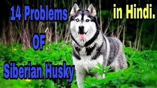 14 Problems OF Siberian Husky in Hindi || problems of dogs ||