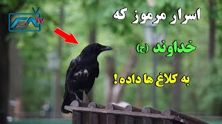 سبحان الله  اسرار مرموز و شگفت انگیز که خداوند (ج) به کلاغ ها داده است ! | ISA TV