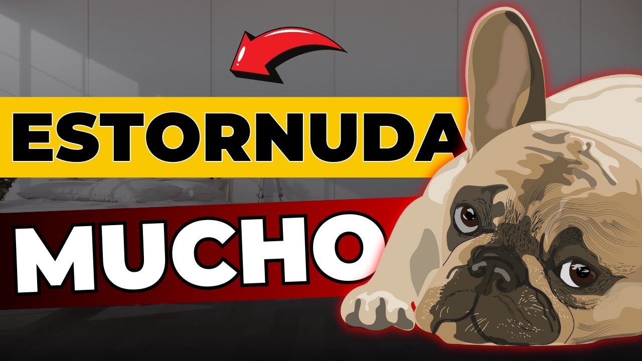 Mi Perro Estornuda Mucho