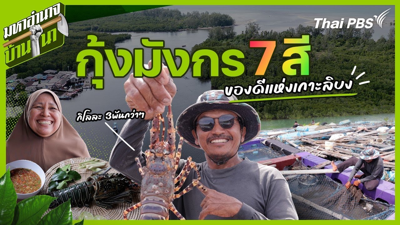 กุ้งมังกร 7 สี ของดีแห่งเกาะลิบง | มหาอำนาจบ้านนา