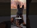 Le chien qui te protégerait jusqu’à son dernier souffle  🐶🛡️