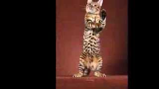 Toyger Cat - an informational video by PoC - Pictures of Cats org 10,079 views 12 years ago 2 minutes, 6 seconds