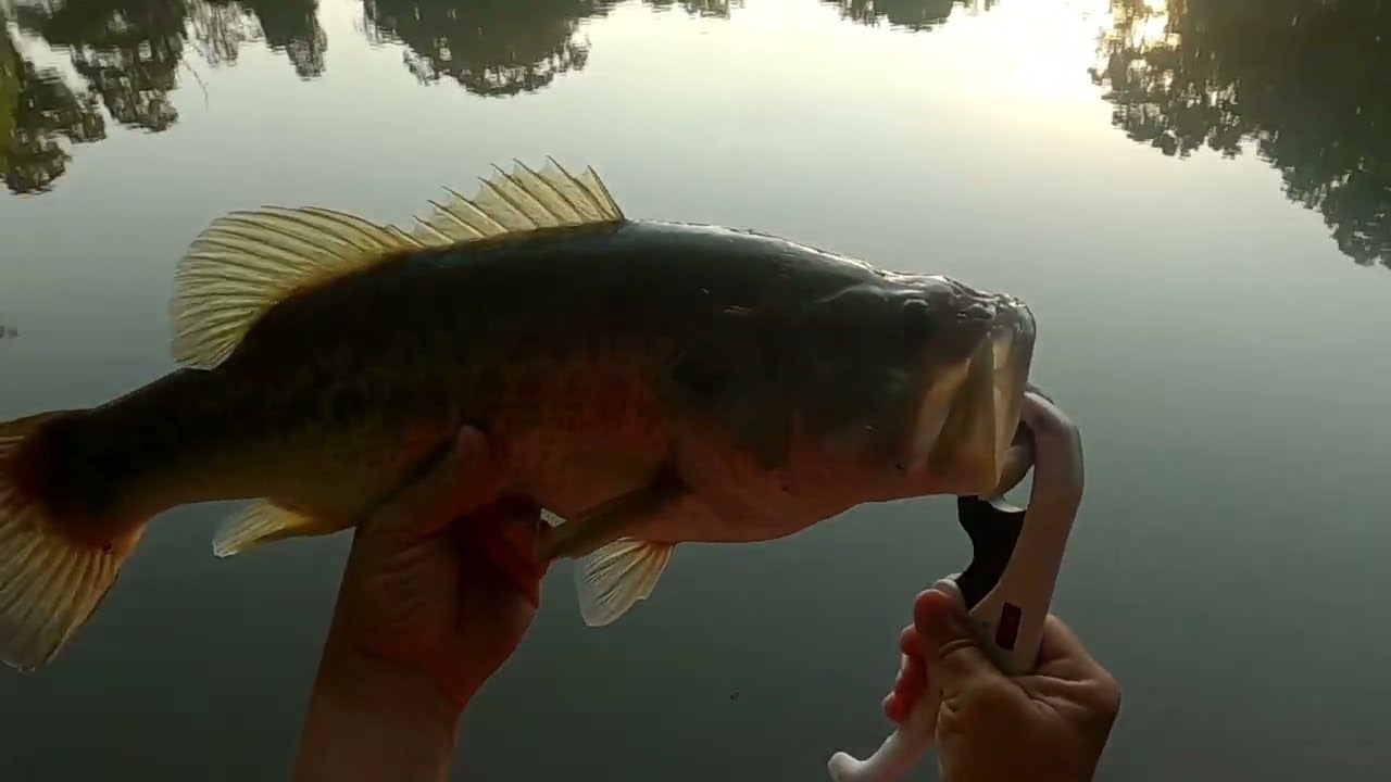 The Berkley Cullshad does it again! Largemouth Bass LOVE IT! Checkout my paint job on this cullshad