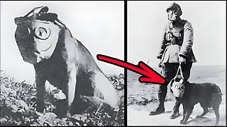 Sergeant Stubby The Most Decorated Dog Of The First World War