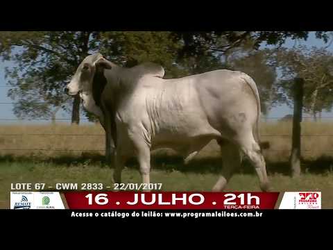 LOTE 067