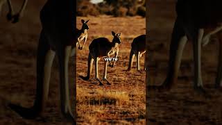 Top 5 Interesting Facts About Australia Part 1