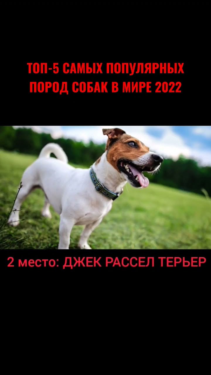 самая модная порода собак 2022 года