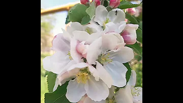 Apple blossoms and birdsong Цветы яблони и звук птиц.#цветы#яблоня#сад