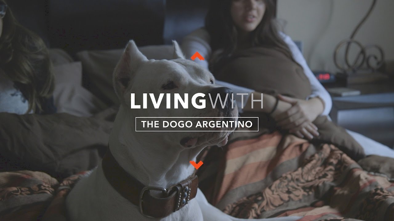 ALL ABOUT LIVING WITH THE DOGO ARGENTINO 