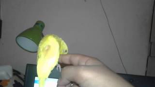 My Trained Budgie Shiny