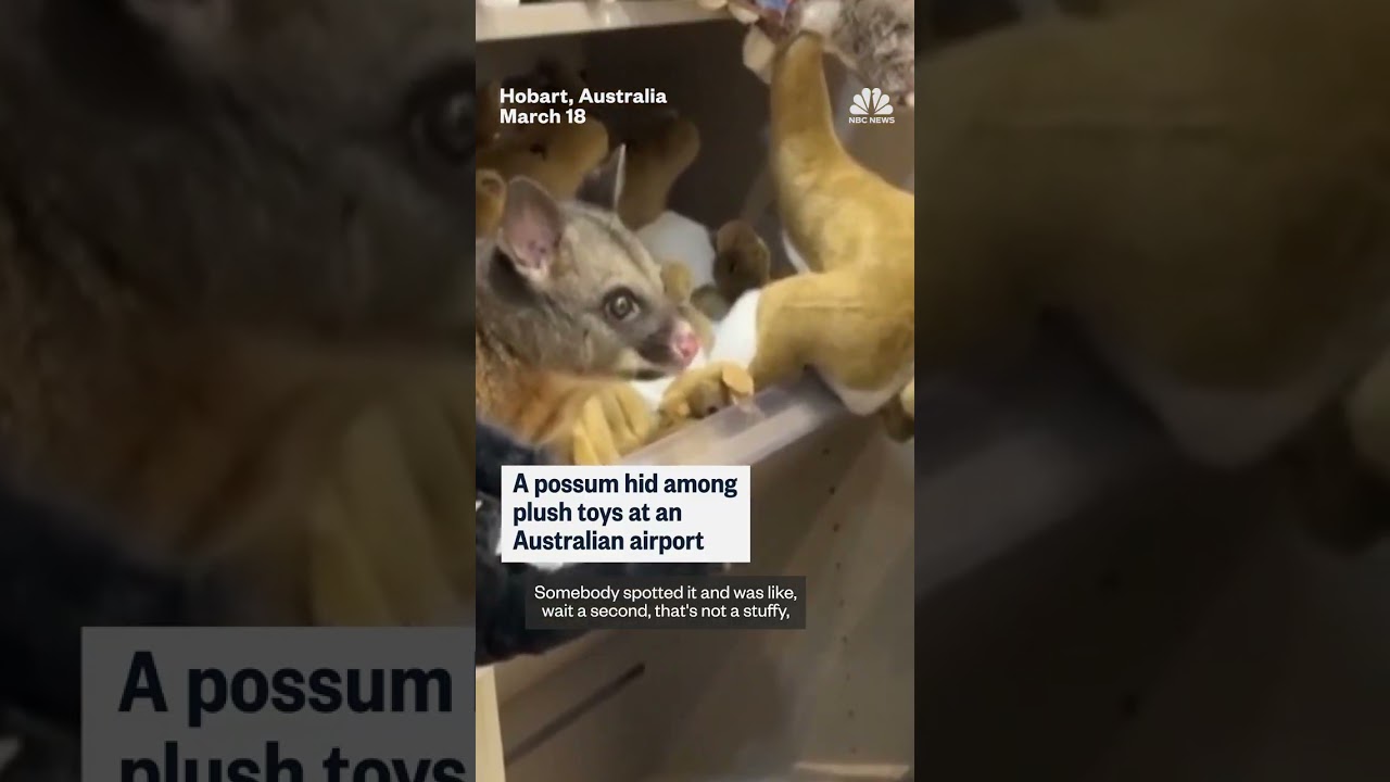 Real possum found among plush toys at Australian airport
