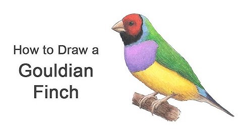How to Draw a Gouldian Finch