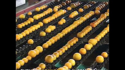 Do You Know All The Steps of Orange Processing