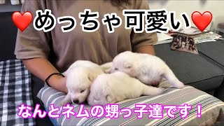 北海道犬子犬誕生情報！ネムの甥っ子が3頭、森の都仙台で生まれてましたよ