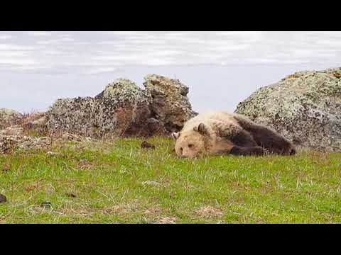 Grizzly bear in Yellowstone