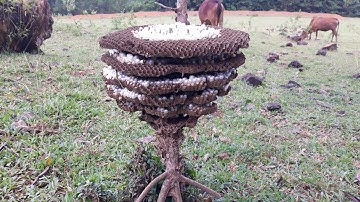 săn ong vụ đông gặp tổ ong bầu trời làm rất thấp/quách tế vlog