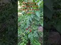 rinconsitos de el salvador