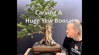 Carving A Huge Yew Bonsai