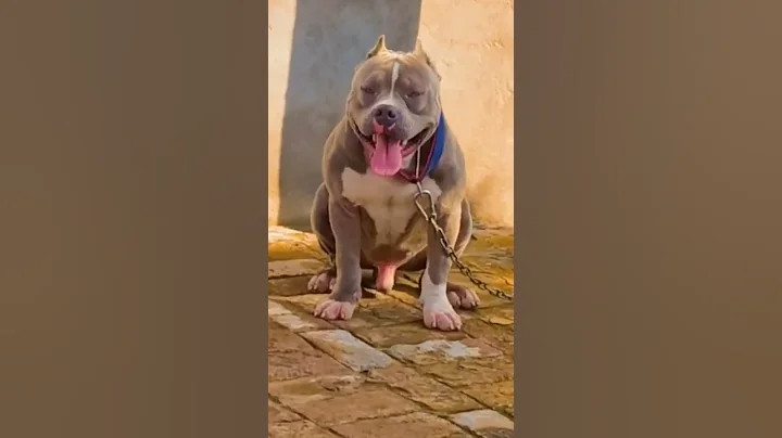 #American bully dog 😈🔥😈🔥😍🔥 #shorts