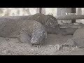 11 Wild Facts About Komodo Dragon ns #komodo #komododragon #dinosaurs #wildfacts #dragonsarereal 