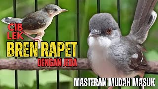 Masteran Ciblek Bren Rapet Dengan Jeda Agar Mudah Masuk