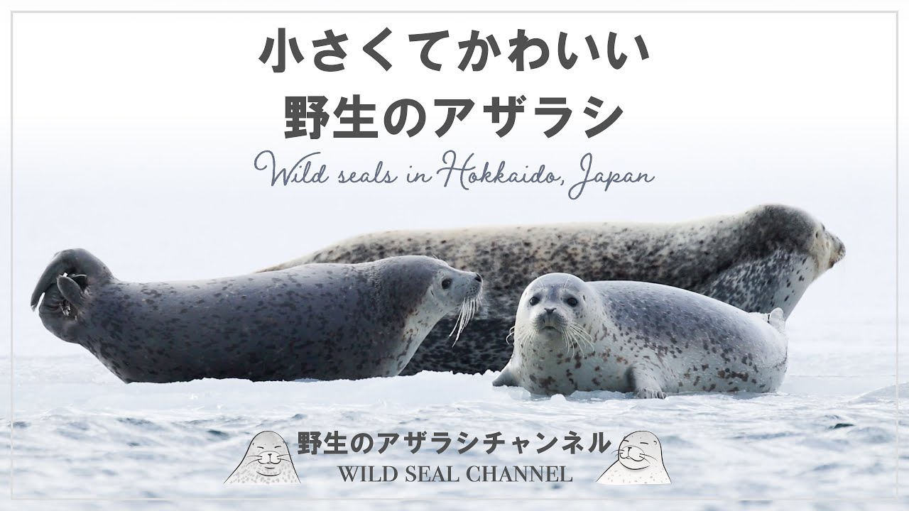 野生のアザラシ】 小さくてかわいい野生のアザラシ（Wild seal