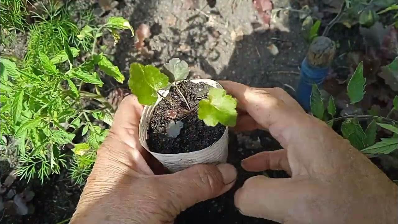 ТОРОПЛЮСЬ ВЫСАДИТЬ СЕЯНЦЫ ГЕЙХЕР ДО ДОЖДЯ!! ПОСАДКА ,- КАК МОЖНО ПРОЩЕ ...