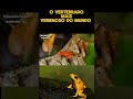 sapo dardo de flecha o vertebrado mais venenoso do mundo #aves #natureza #faunabrasileira