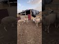 أخطر مشكيل كنعانيو منو الكسابة تربية الأغنام اكسبلور