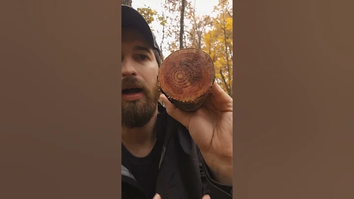 Making a long lasting fatwood torch 🪵🔥