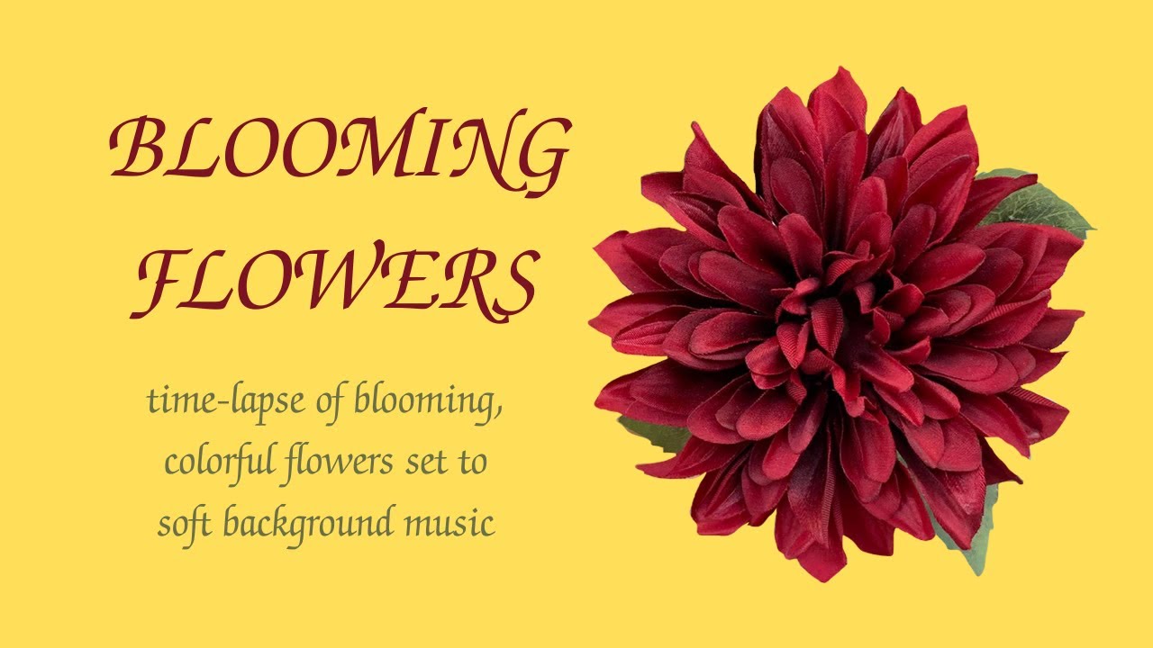 Blooming Flowers Timelapse 