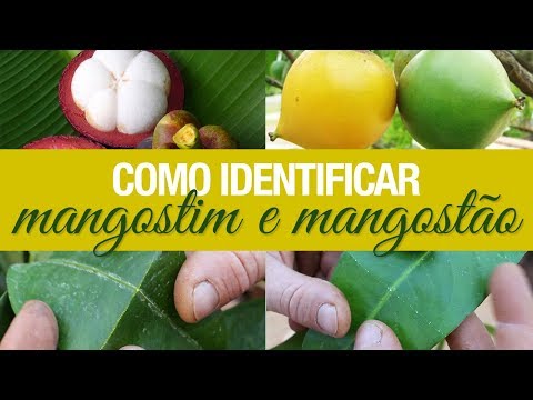 Vídeo: ❶ Onde Em Moscou Você Pode Comprar Frutas Exóticas Do Mangostão