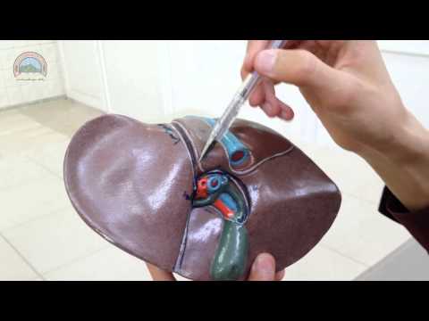 Video: Left Lobe Of Liver Anatomy, Diagram & Function - Kroppskart