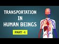 Understanding Transportation in Human Beings: Part 1 | Biology Science