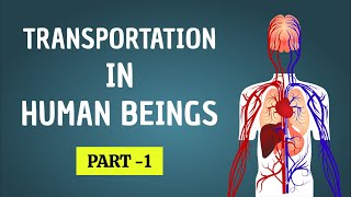 Understanding Transportation in Human Beings: Part 1 | Biology Science