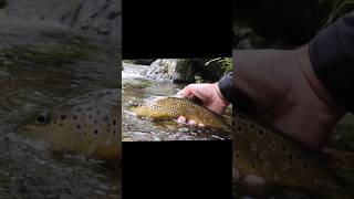 Dry fly in Val d'Ultimo, Sudtirolo. #dryfly #dryflyfishing